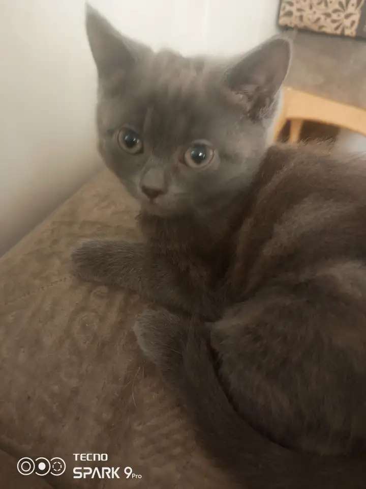 Отдам котят бесплатно