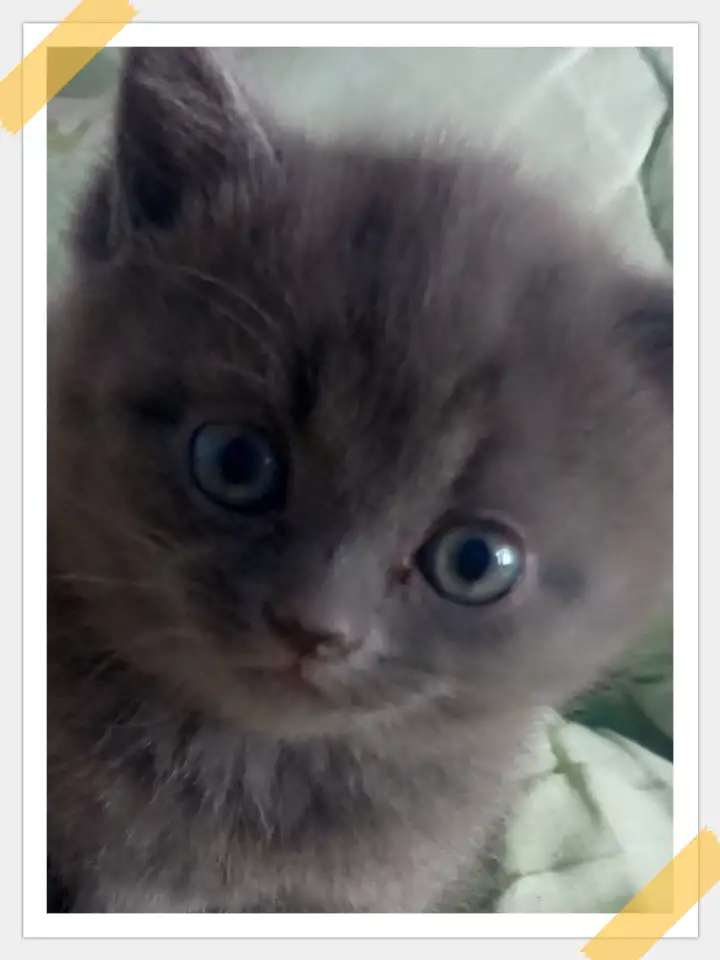 Отдам котят в хорошие руки