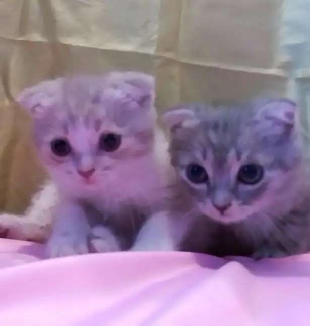Шотландские вислоухие котята