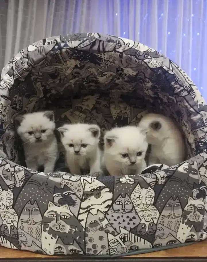 Шотландские котята