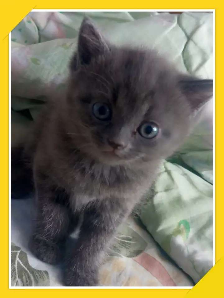 Отдам котят в хорошие руки