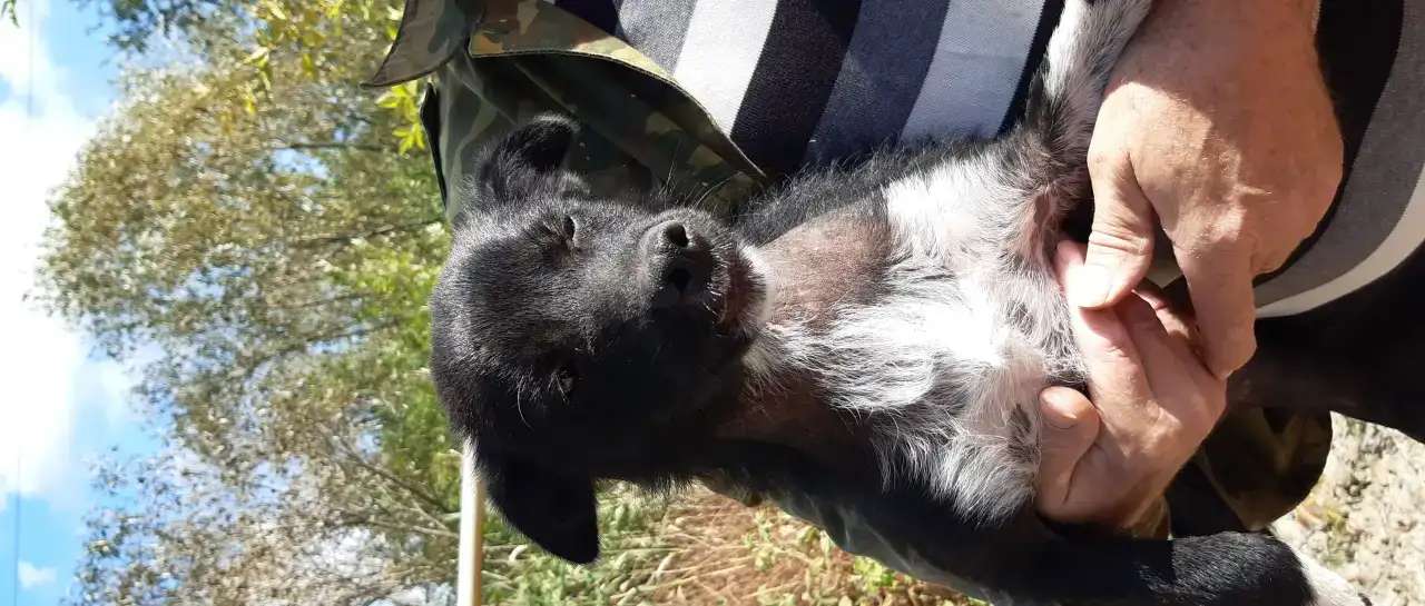 В добрые руки щенок