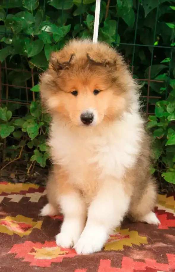 Щенки Колли