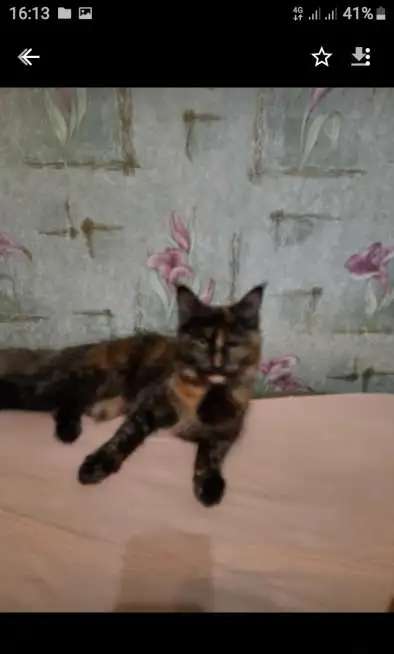 пропала кошечка