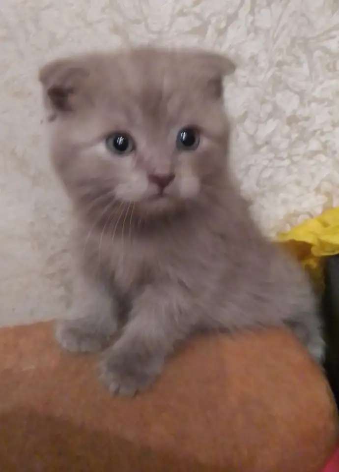 Шотландские вислоухие котята