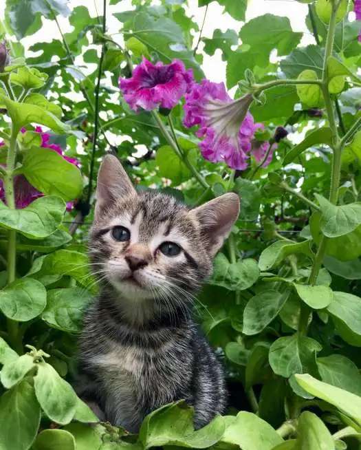 Котята Ищут Дом