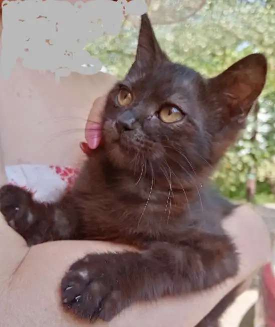 Отдам