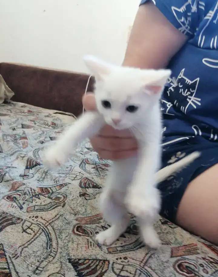 Котята породистые смесь майкун и британка.