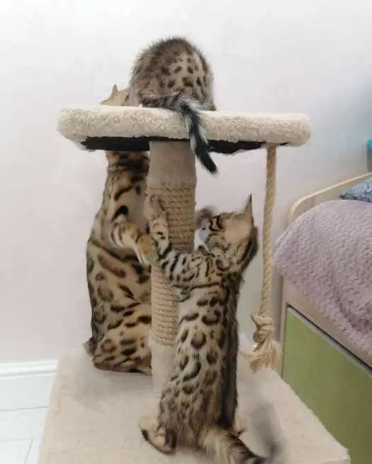 Бенгальские котята