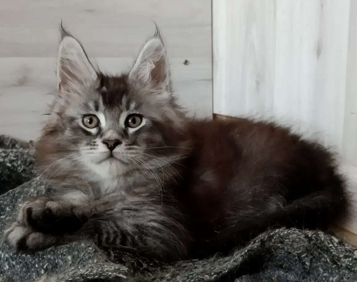 Чёрный дымный котик