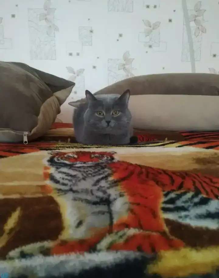 Британский кот на вязку