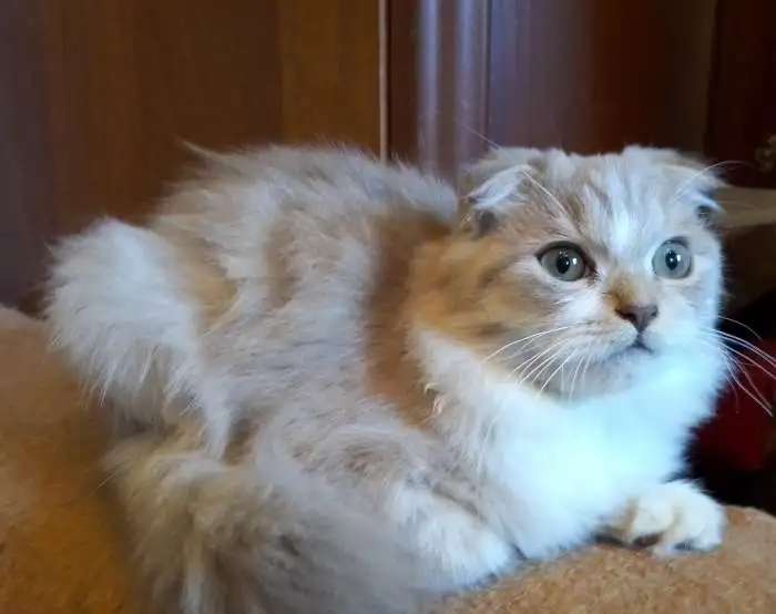 Продается котенок