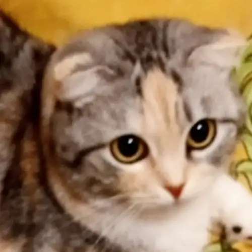 Нужен кот для вязки