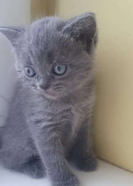 Шотланские котята
