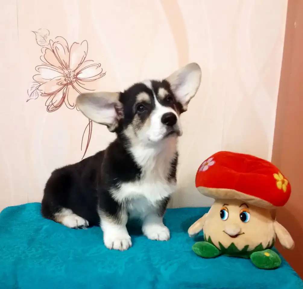 Малыши ищут семью