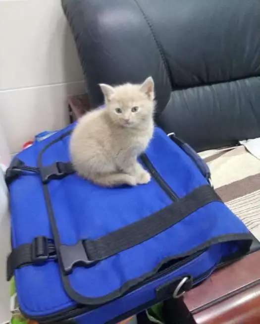 продаю котят