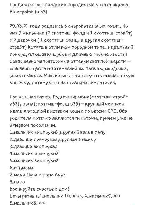 Продажа котят Шотландская Блю Поинт