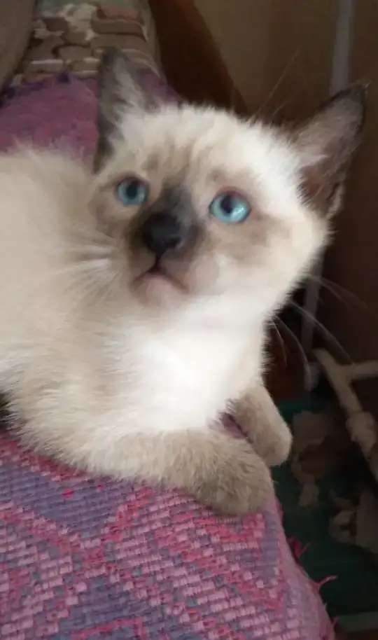 Котята тайские продаю