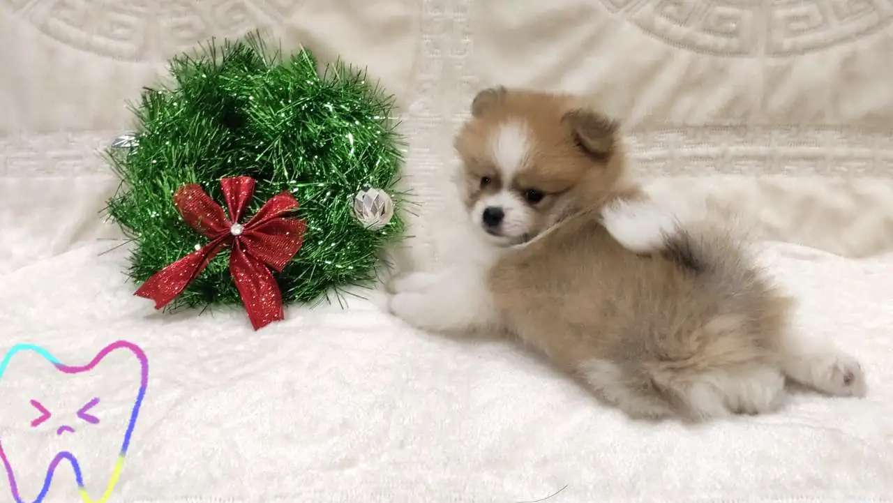 Малый немецкий шпиц