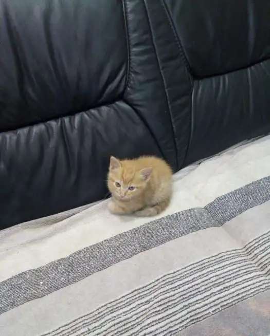 продаю котят
