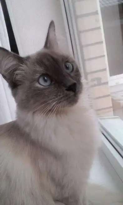 продаю котят