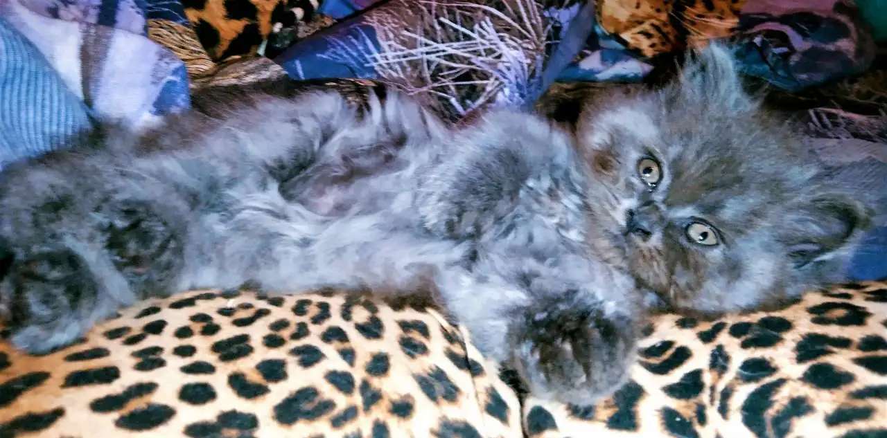 Шотландские котятки!