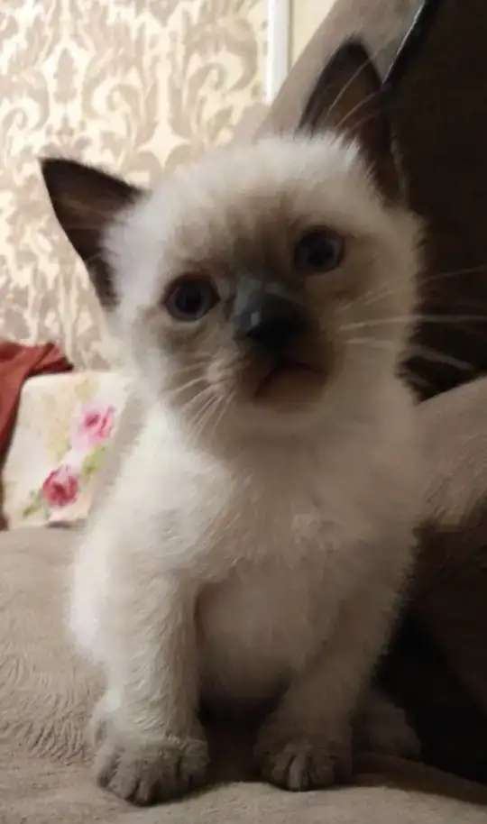 Котята тайские продаю