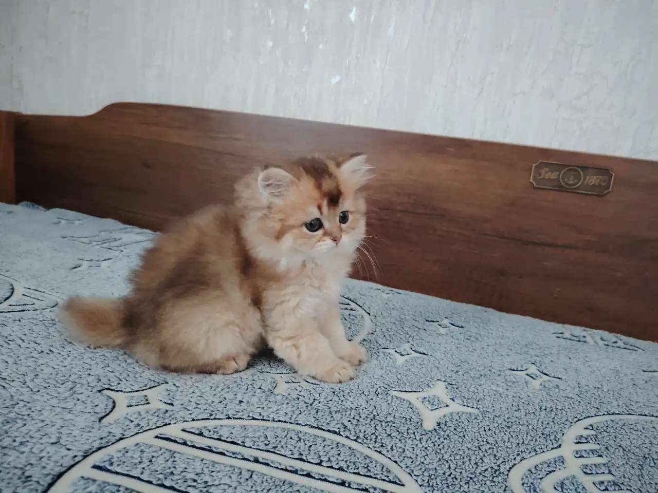 Шотландский котенок