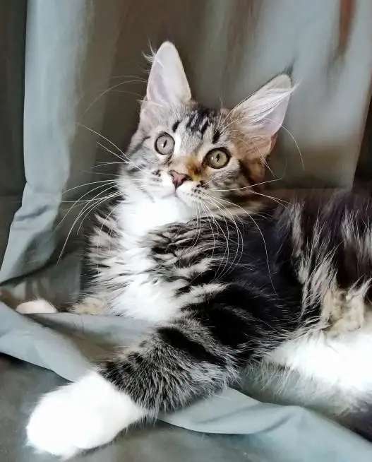 котята мейн кун