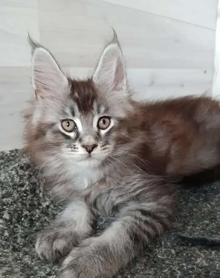 Чёрный дымный котик