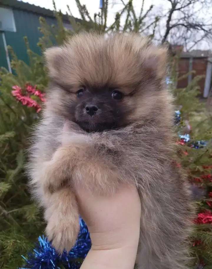 Шпиц. Мини детки