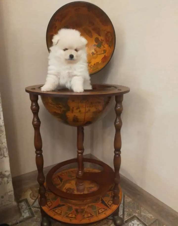 Померанский шпиц
