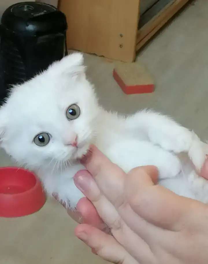 Котята породистые смесь майкун и британка.