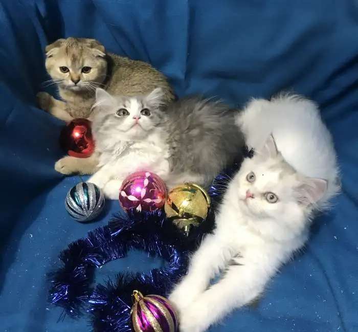 Клубные шотландские котята