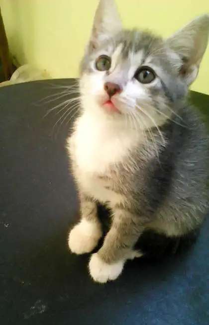 котята