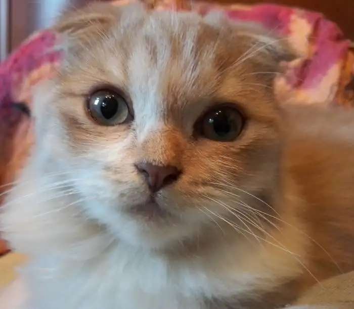 Продается котенок