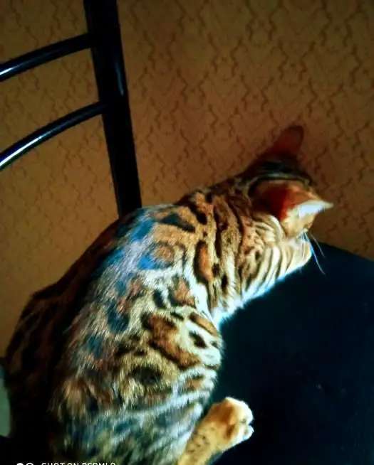 Бенгальские подрощенные котята