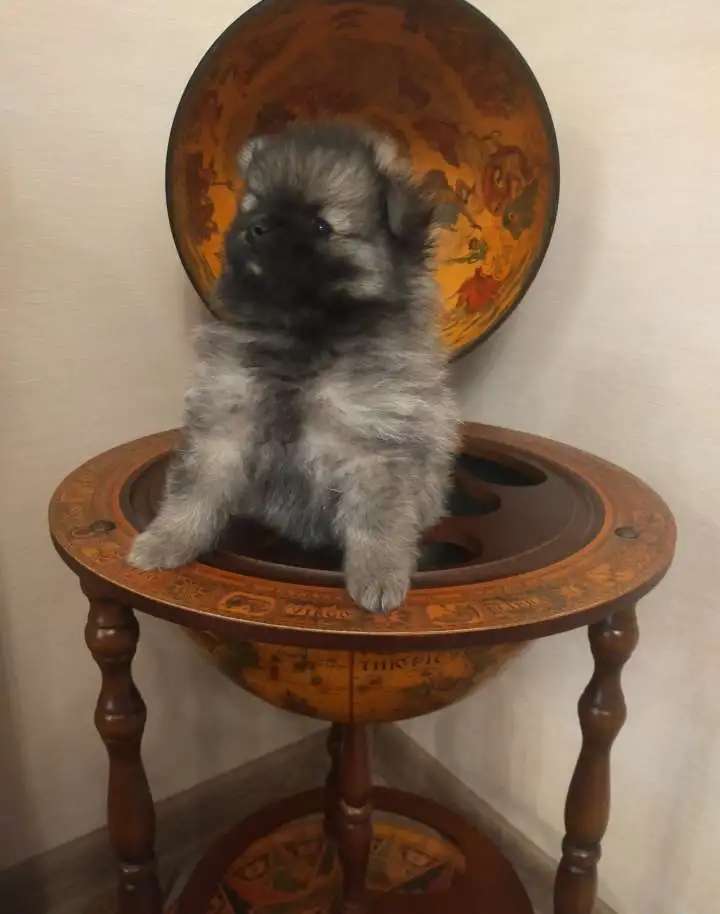 Померанский шпиц