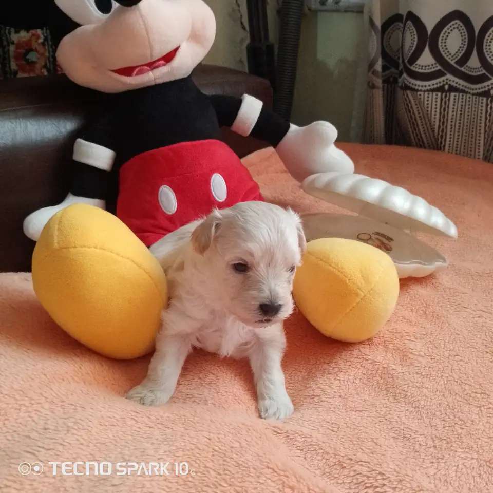 Щенки той пудель мальчики
