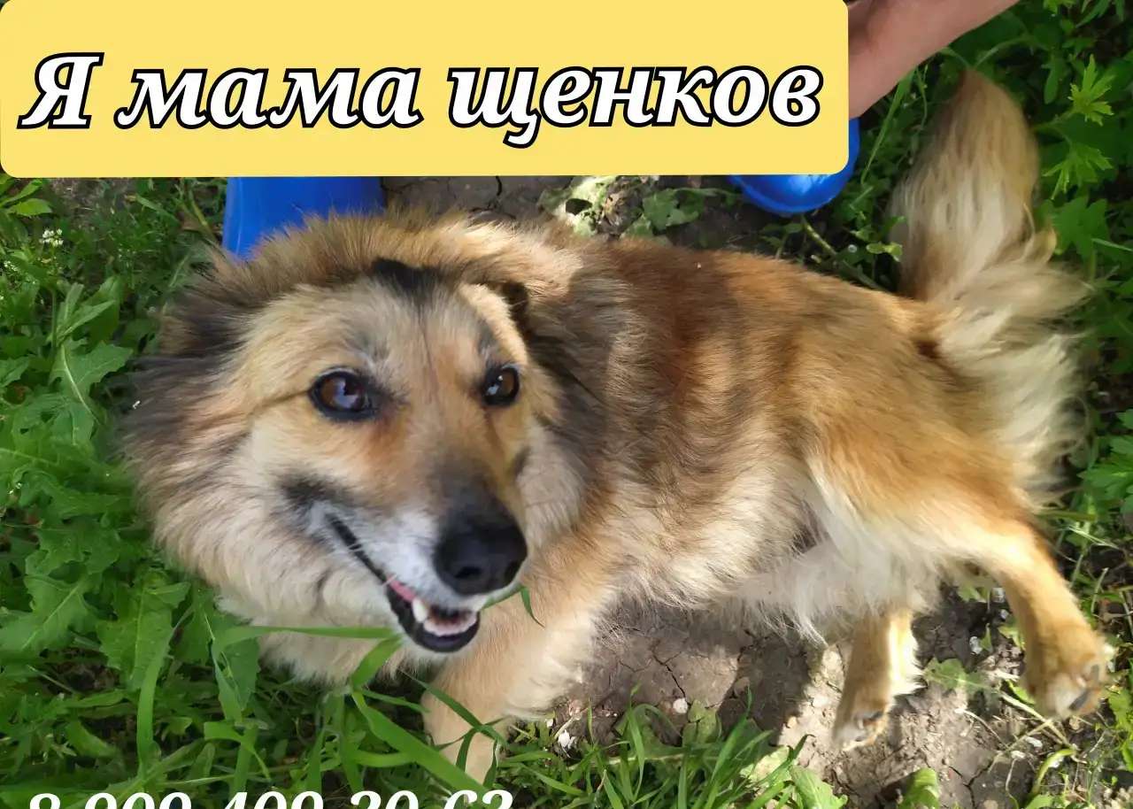 Щенки маленькой собачки 1,5 - 2 месяца