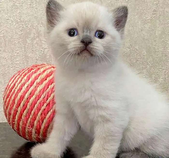 Продажа котят Шотландская Блю Поинт