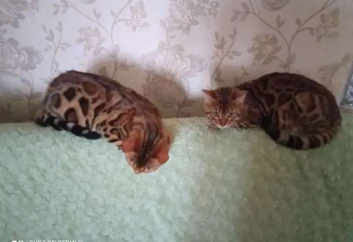 Бенгальские подрощенные котята