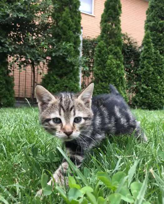 Котята Ищут Дом