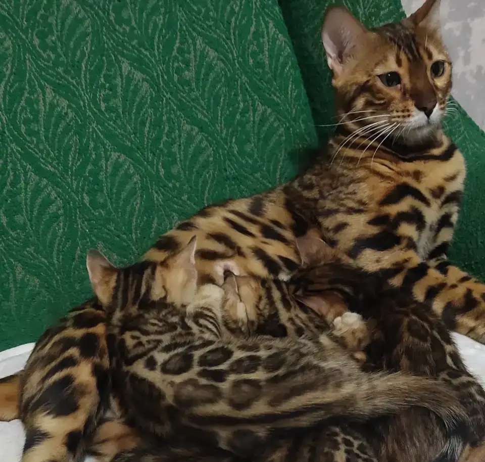 Бенгальские леопардики