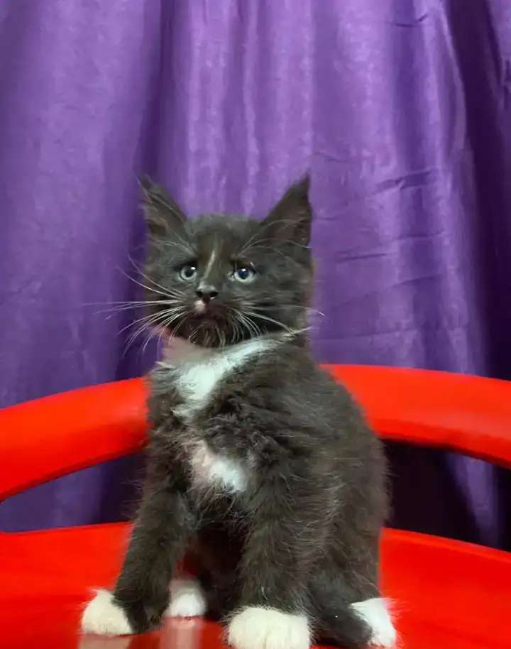 Котята Гиганты породы Мейн Кун