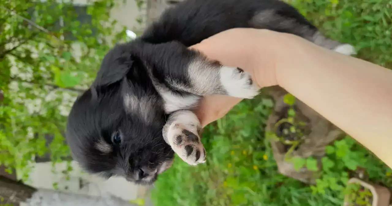 Щенки
