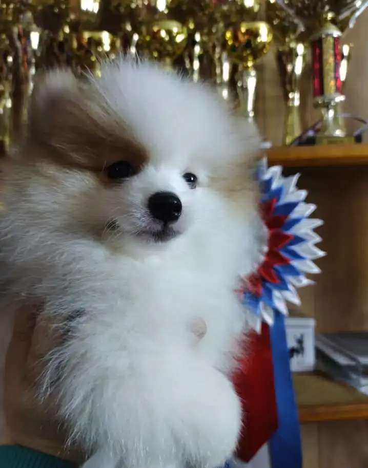Малый немецкий шпиц
