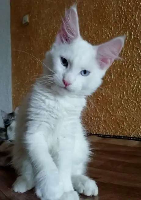 котята мейн кун