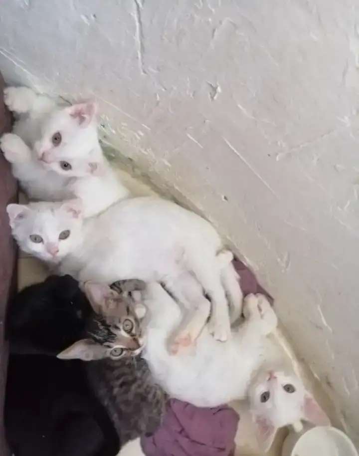 Котята породистые смесь майкун и британка.