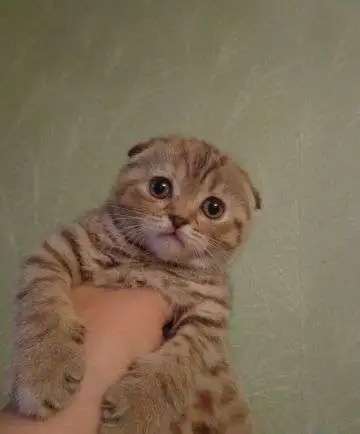 Ласковый котик приглашает